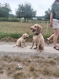 PTBS Hunde in Küssaberg zur Warnung bei steigenden Blutdruck